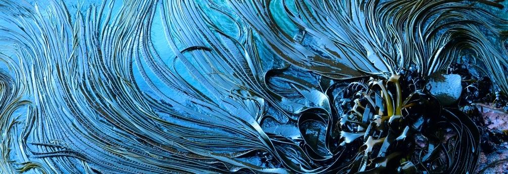 The tide is high for ‘blue beauty’: Why algae is the source of the hottest new cosmetic ingredients