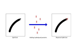 Hydrophilic portion