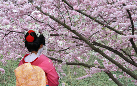 Japanese inspired cosmetic formulas