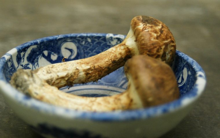 cosmetic power from mushroom