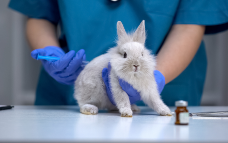 Resumo de notícias – das ações contra falsificações da Amazon à proibição de testes em animais na Colômbia